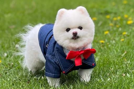 KEDİ&KÖPEK kategorisi için resim